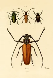 Longicornes
