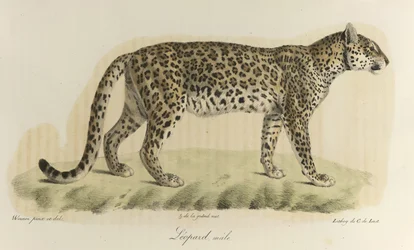 Léopard, mâle, de Histoire Naturelle des Mammifères