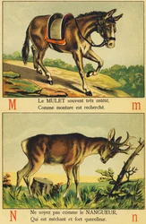 M comme Mulet et N comme Nangueur