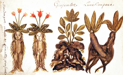 Mandragore, gingembre, Luna Campana