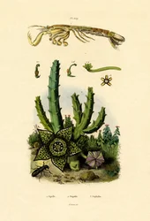 Crevette-mante, 1833-39