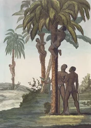 Hommes grimpant aux arbres pour le beurre de karité, Sénégal
