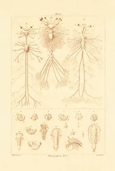 Métamorphose