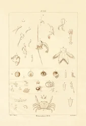Métamorphose
