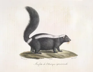 Moufette. Moufette, de Histoire Naturelle des Mammifères