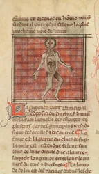 Ms 2030 fol.17 Figure anatomique, de La Chirurgie de Maître Henri de Mondeville