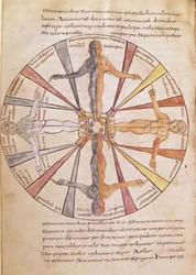 Ms 422 fol.6v Roue des saisons et des mois, de De Natura Rerum par St. Isidore de Séville