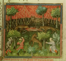 Chasse au loup avec l