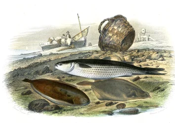 Mulet (Mugilidae), Sole (Solea Vulgaris), limande (Microstomus Kitt) - Planche extraite de l