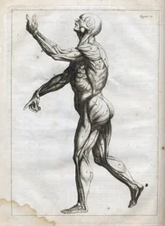 Muscles humains - Gravure dans « Abrégé d