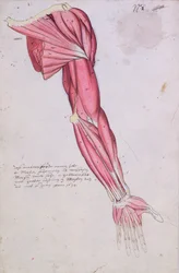 Musculature du bras et de l