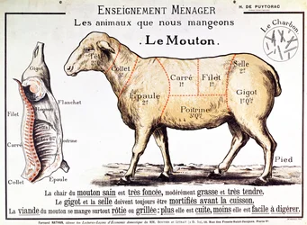 Viande de mouton : diagramme représentant les différentes coupes de viande