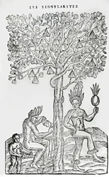 Nana fuit, plante médicinale, illustration de Singularités de la France Antarctique, par André de Thevet, 1558