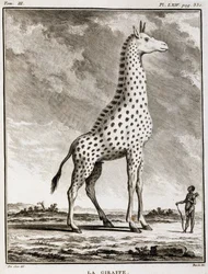 Histoire naturelle : La Girafe - dans "Histoire naturelle, générale et particulière" par Buffon