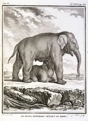 Histoire naturelle : Le petit éléphant taquinant sa mère - dans "Histoire naturelle, générale et particulière" par Buffon