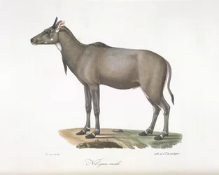 Nilgau mâle. Antilope Nylgau, de Histoire Naturelle des Mammifères