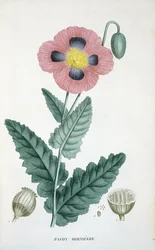 Pavot à opium