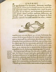 Diagramme optique, de De Homine Figuris par René Descartes (1596-1650) publié à La Haye, 1662