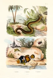 Poisson-clown orange, 1833-39