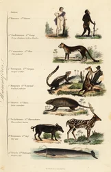 Ordres des mammifères
