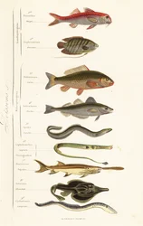 Ordres de poissons