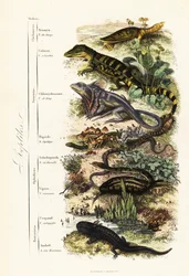 Ordres de reptiles : tortue molle indienne vulnérable, Nilssonia gangetica, caïman à lunettes, Caiman crocodilus, lézard à collerette, Chlamydosaurus kingii, pied écailleux commun, Pygopus lepidopodus, lézard de verre européen, Pseudopus apodus, vipère com