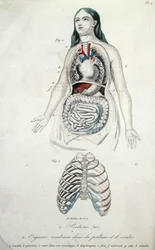 Organes dans la poitrine et l