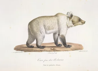 Ours femelle des Asturies. Ours brun espagnol femelle, tiré de Histoire Naturelle des Mammifères