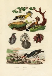 Huîtres