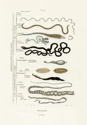 Parasites