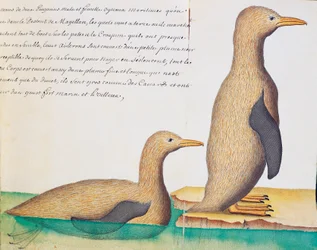 Manchots, détroit de Magellan, aquarelle du journal de bord par Jacques Gouin de Beauchesne (1652-1730), capitaine de la Compagnie royale de la Mer du Sud, de 1698 à 1701, France