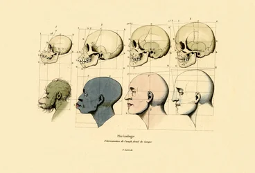 Phrenologie, 1833-39