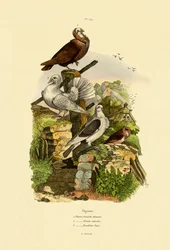 Pigeons, 1833-39