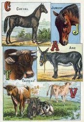 Planche 1 : Cheval, Jument, Taureau, Âne, Vaches. Gravure dans « Alphabet syllabaire des animaux domestiques et de basse-cour ». Série A. Pellerin et Cie, imprimeurs-éditeurs, Épinal, fin du XIXe siècle