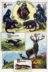 Planche 1 : Singes, orang-outan, Antilope, Cerf, Renard. Gravure dans "Alphabet syllabaire des animaux sauvages". Série A. Pellerin et Cie, imprimeurs-éditeurs, Épinal, fin du 19e siècle. Chromolithographies. Petit album publicitaire de 8 pages contenant u