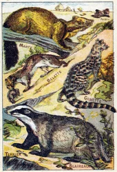 Planche 1: Perdrix, Martre, Belette, Genette, Blaireau, Terrier. Gravure dans "Syllabaire alphabet toutes sortes de betteraves". Série A. Pellerin et Cie, imprimeurs-éditeurs, Épinal, fin du 19e siècle.