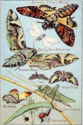 Planche 1 : Sphinx Crâne, Papillon Hop, Sphinx Neri, Ino, Vert Or, Aurore, Sauterelle, Coccinelles. Gravure dans « Alphabet syllabaire des papillons et insectes ». Série A. Pellerin et Cie, imprimeurs-éditeurs, Épinal, fin du XIXe siècle. Chromolithographi
