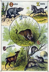 Planche 2 : Ours, Zèbre, Tigre, Cerf, Castors. Gravure dans "Alphabet syllabaire des animaux sauvages". Série A. Pellerin et Cie, imprimeurs-éditeurs, Épinal, fin du 19e siècle. Chromolithographies. Petit album publicitaire de 8 pages contenant un syllabai