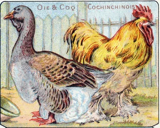 Planche 2 : Oie et coq cochinchinois. Gravure dans "Alphabet syllabaire des oiseaux et reptiles". Série A. Pellerin et Cie, imprimeurs-éditeurs, Épinal, fin 19ème siècle. Chromolithographies. Petit album publicitaire de 8 pages contenant un syllabaire et u