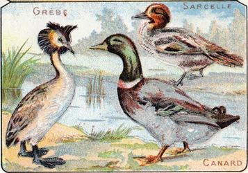 Planche 2 : Grèbe, Sarcelle, Canard. Gravure dans "Alphabet syllabaire des oiseaux et reptiles". Série A. Pellerin et Cie, imprimeurs-éditeurs, Épinal, fin du XIXe siècle. Chromolithographies. Petit album publicitaire de 8 pages contenant un syllabaire et 