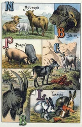 Planche 2 : Moutons, Bélier, Cochons, Chèvres, Lapins. Gravure dans "Alphabet syllabaire des animaux domestiques et de la basse-cour". Série A. Pellerin et Cie, imprimeurs-éditeurs, Épinal, fin du 19e siècle. Chromolithographies. Dim : 19,5 x 13,5 cm