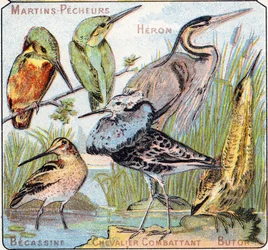 Planche 3 : Martin-pêcheur, Héron, Bécassine, Chevalier combattant, Butor. Gravure dans « Alphabet syllabaire des oiseaux et reptiles ». Série A. Pellerin et Cie, imprimeurs-éditeurs, Épinal, fin du XIXe siècle. Chromolithographies