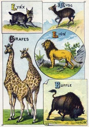 Planche 3 : Lynx, Musc, Girafes, Lion, Buffle. Gravure dans « Alphabet syllabaire des animaux sauvages ». Série A. Pellerin et Cie, imprimeurs-éditeurs, Épinal, fin du XIXe siècle