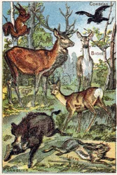 Planche 3: Corbeau, Écureuil, Teinture, Cerf, Sanglier, Lièvre. Gravure dans "Syllabaire alphabet toutes sortes de betteraves". Série A. Pellerin et Cie, imprimeurs-éditeurs, Épinal, fin du 19e siècle.