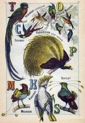 Planche 3: Cœur brillant, Oiseaux-mouches, Colibri, Paradis émeraude, Cacatoès, Siffleur, Maucode. Gravure dans "Syllabaire alphabet des oiseaux". Série A. Pellerin et Cie, imprimeurs-éditeurs, Épinal, fin du 19e siècle.