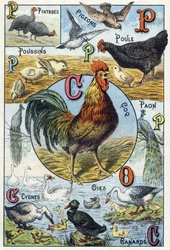 Planche 3 : pintades, pigeons, poussins, poule, coq, paon, cygnes, oies, canards. Gravure dans „Alphabet syllabaire des animaux domestiques et de la basse-cour“. Série A. Pellerin et Cie, imprimeurs-éditeurs, Épinal, fin du XIXe siècle.