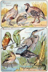 Planche 3 haut : Perdrix grise, Caille, Perdrix rouge. Bas : Martin-pêcheurs, Héron, Bécassine, Chevalier combattant, Butor. Gravure dans « Alphabet syllabaire des oiseaux et reptiles ». Série A. Pellerin et Cie, imprimeurs-éditeurs, Épinal, fin du XIXe si
