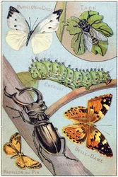 Planche 4 : Papillon du chou, Taon, Chenille, Belle-dame, Cerf-volant, Papillon du pin. Gravure dans "Alphabet syllabaire des papillons et insectes". Série A. Pellerin et Cie, imprimeurs-éditeurs, Épinal, fin 19e siècle.
