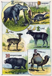 Planche 4 : Éléphant, Blaireau, Lama, Élan, Hippopotame, Chameau. Gravure dans « Alphabet syllabaire des animaux sauvages ». Série A. Pellerin et Cie, imprimeurs-éditeurs, Épinal, fin du XIXe siècle