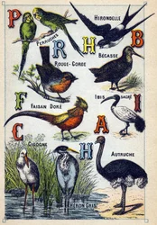 Planche 4: Perruches, Hirondelle, Rouge-gorge, Hêtre, Faisan doré, Ibis sacré, Cigogne, Autruche, Héron cendré. Gravure dans "Syllabaire alphabet des oiseaux". Série A. Pellerin et Cie, imprimeurs-éditeurs, Épinal, fin du 19e siècle.